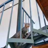 คาเฟ่ #Petfriendly ริมอ่างเก็บน้ำเขาจุก จ.ระยอง