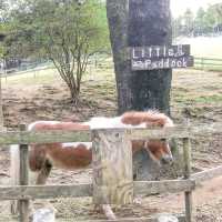 羊と触れ合える牧場🐏【兵庫/六甲】