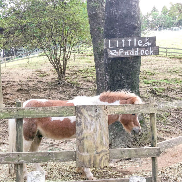 羊と触れ合える牧場🐏【兵庫/六甲】