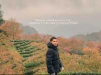 Oolong Sapa Tea Hill: A Cherry Blossom Paradise