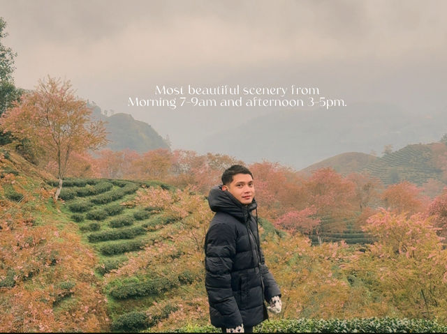 Oolong Sapa Tea Hill: A Cherry Blossom Paradise