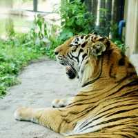 圓山（円山）動物園-交通方便，值得參觀的親子景點