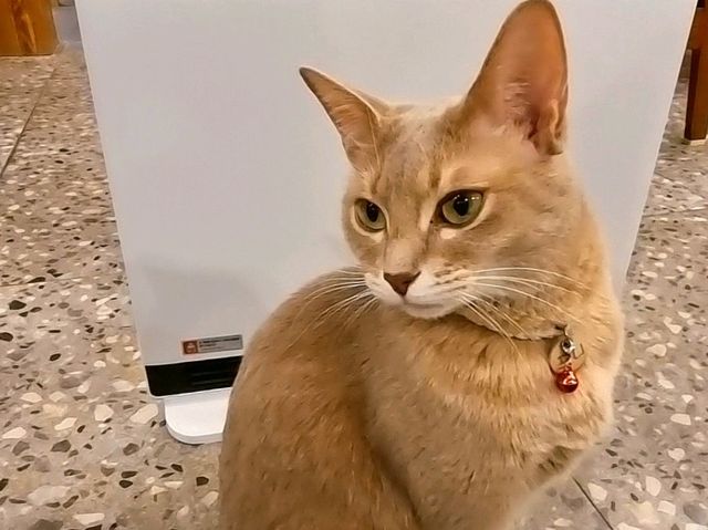 하남 고양이 카페: ☕️냥이툰😸