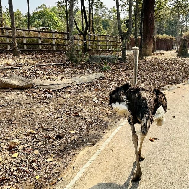 清邁夜間野生動物園-日夜都可以過來的夜更動物園