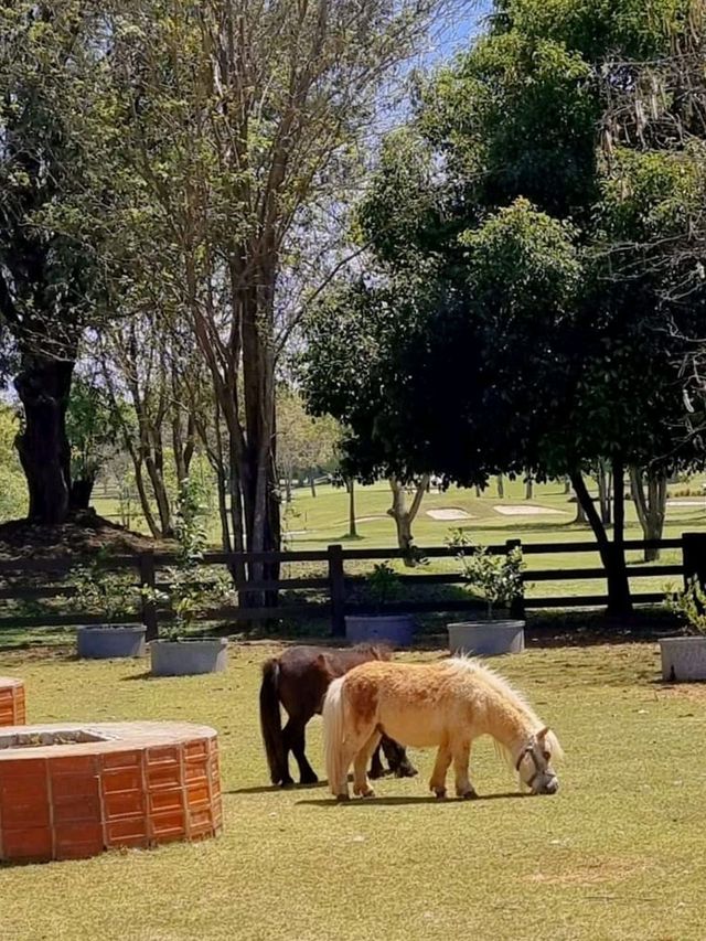 แลนด์มาร์คเขาใหญ่ Rancho Charnvee