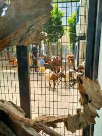 Mini petting zoo cafe - Luckbro Kopi