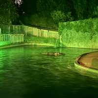 夜遊東山動物園，專屬夜晚的野性與浪漫