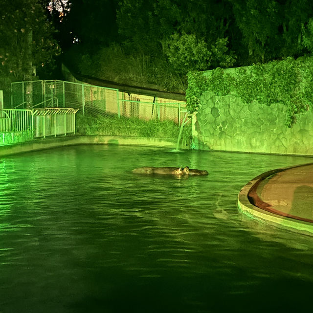 夜遊東山動物園，專屬夜晚的野性與浪漫