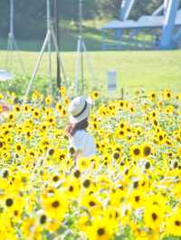 〜東京都〜ライトアップも楽しめるひまわり畑🌻