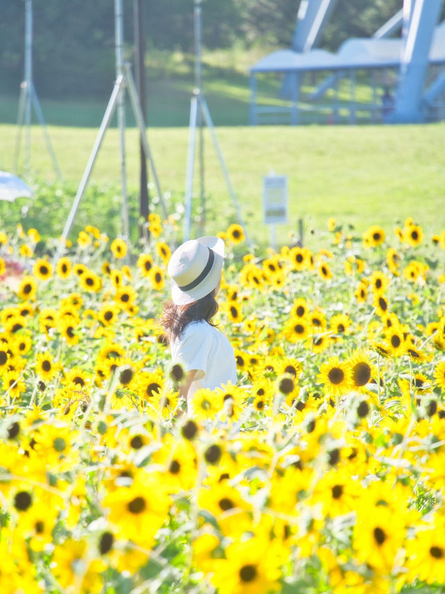 〜東京都〜ライトアップも楽しめるひまわり畑🌻