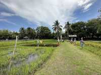 Laman Padi Langkawi 