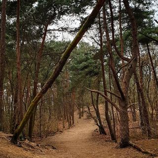 Loonse and Drunense Dunes National Park: A Desert in the Netherlands