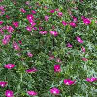 Houston Arboretum & Nature Center: A Natural Haven