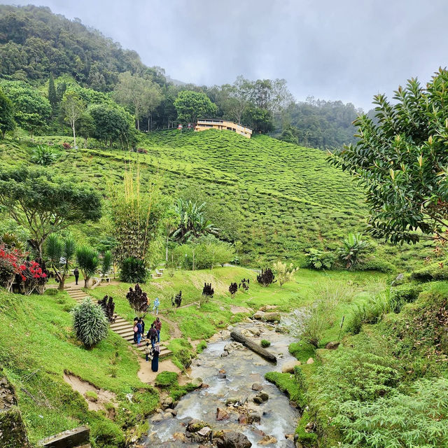 "Cameron Valley Tea: Exploring Malaysia's Scenic Tea Plantations"