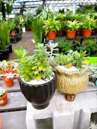Transforming Spaces with AGRO Nursery’s Landscaping Service