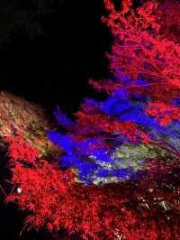 【大分観光】ライトアップされた紅葉を楽しめる日本庭園🍁✨️