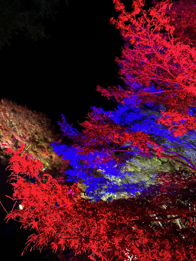 【大分観光】ライトアップされた紅葉を楽しめる日本庭園🍁✨️