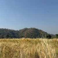 ชมทุ่งข้าวสาลีที่เชียงใหม่🌾