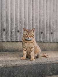 🇯🇵 福岡 絕對是貓奴的天堂景點🐈 被CNN評選為世界六大貓島——相島🐈‍⬛