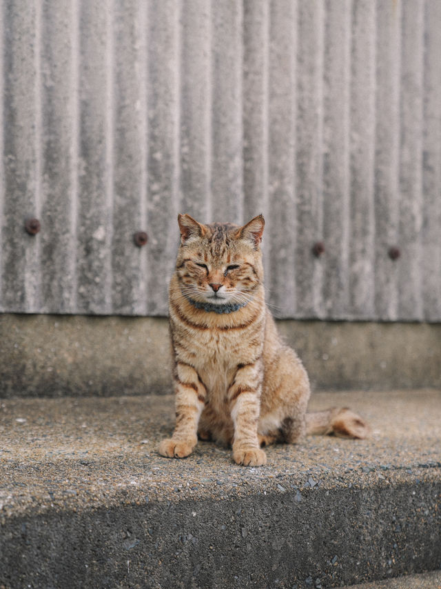 🇯🇵 福岡 絕對是貓奴的天堂景點🐈 被CNN評選為世界六大貓島——相島🐈‍⬛