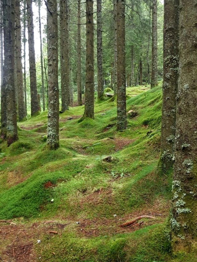 NATURE WALK IN TROLL FOREST, BERGEN