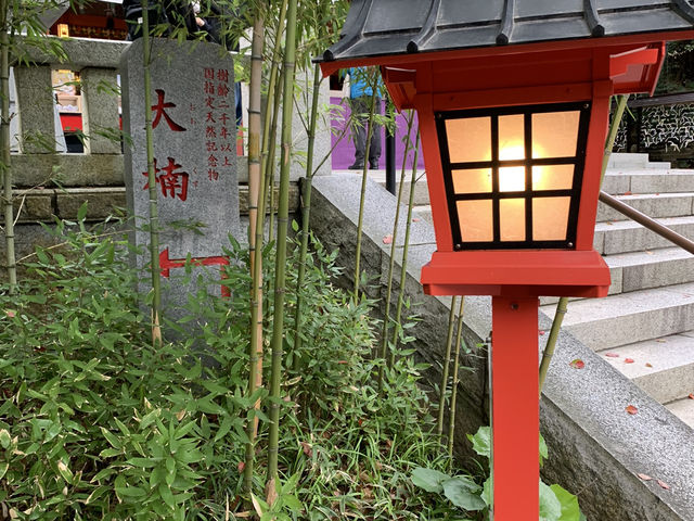 熱海観光　来宮神社