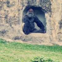台北動物園：用精彩的生態歷險體驗悠閒假期