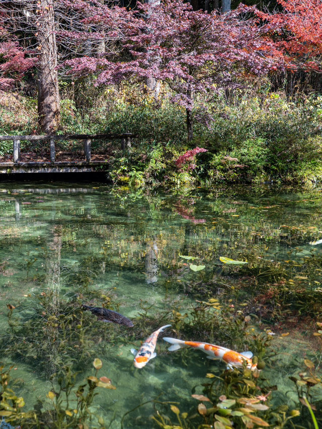 【岐阜県】秋のモネの池