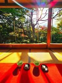 【京都/紅葉スポット】樹齢700年！１度はみたい、神秘的な五葉松🍁
