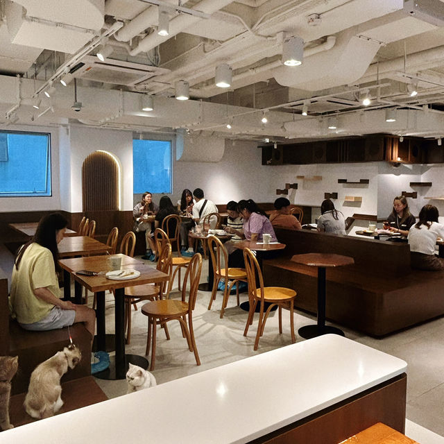 必去貓咪Cafe🥰 