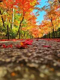 【京都/紅葉スポット】実は花手水が美しい💕めちゃくちゃ人気の人混み必須なお寺🧘‍♀️🍂