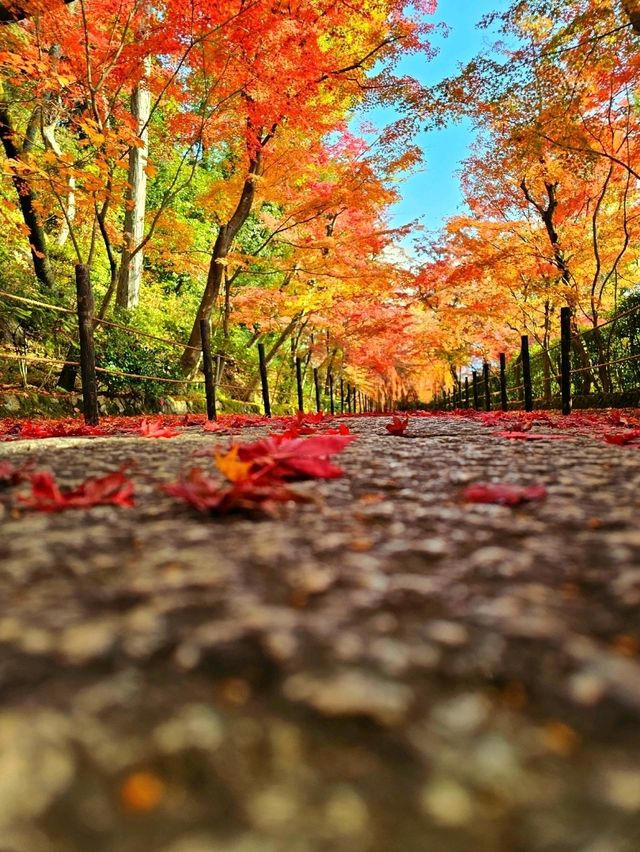 【京都/紅葉スポット】実は花手水が美しい💕めちゃくちゃ人気の人混み必須なお寺🧘‍♀️🍂