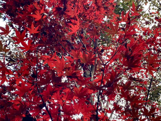 福壽山農場-台中絕美欣賞紅葉景點