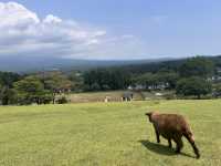 まかいの牧場@静岡・富士宮🐏