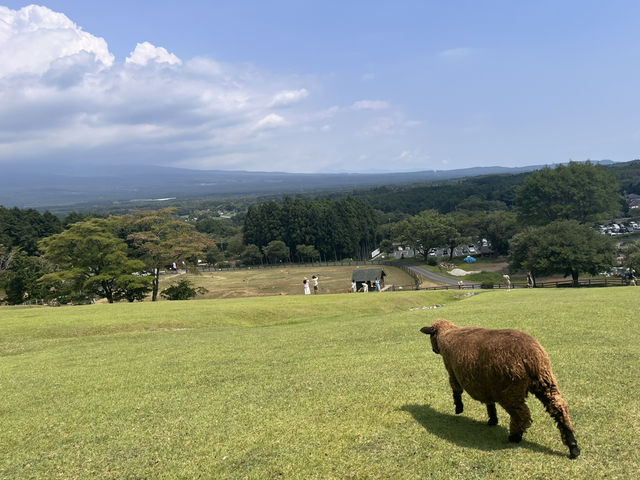 まかいの牧場@静岡・富士宮🐏