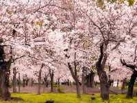 【愛知】絶景！桜の名所🌸名古屋の鶴舞公園