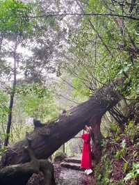 まるで もののけな パワースポット🌳