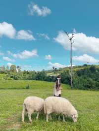 ไปให้อาหารน้องแกะที่ ม่อนแกะ เขาค้อ กัน 🌳🐑 