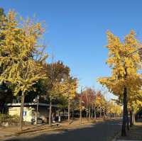 🍂銀杏黃葉輕輕落 🏯秋風吹拂大阪城 
