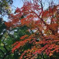 창경궁에 가을이 왔어요~!🍁