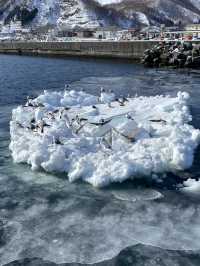 【北海道】冬の知床半島
