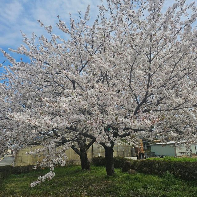 ไปดูซากุระ motoarakawa , saitama