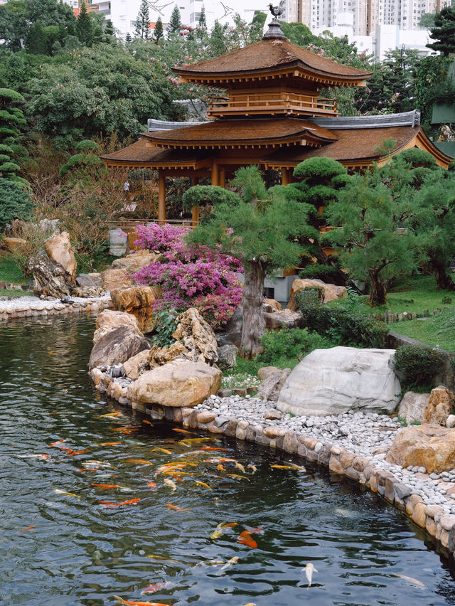 Nan Lian Garden สวนจีนโบราณในฮ่องกง