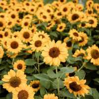 ทุ่งดอกทานตะวันในเมืองกรุง สวนรถไฟจตุจักร🌻