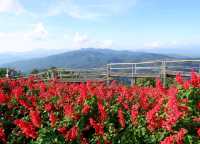 Yingyong flower garden