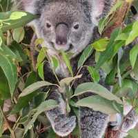 Lovely animals at Lone Pine Koala Sanctuary