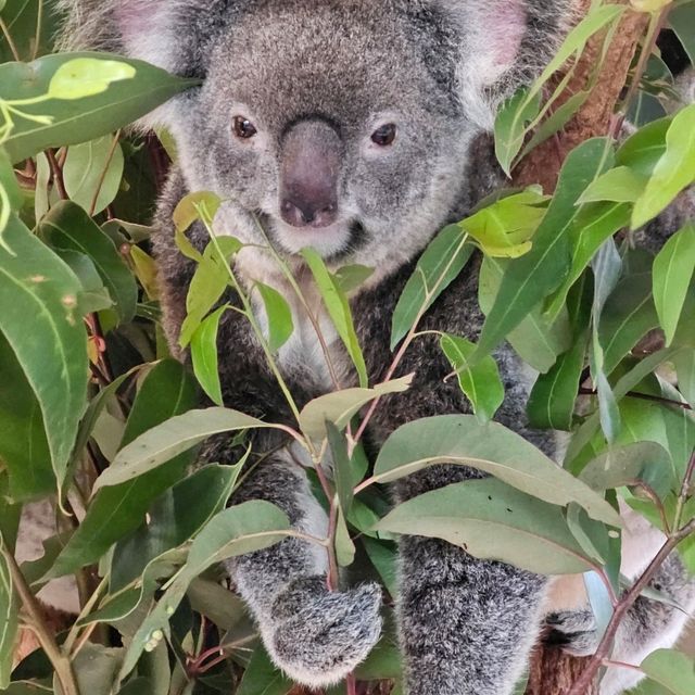 Lovely animals at Lone Pine Koala Sanctuary