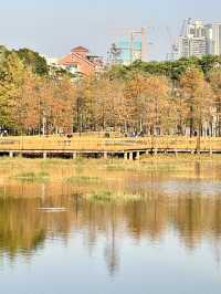 蓮花山公園-深圳市區最受歡迎公園，豐富的生態環境和多樣的景觀