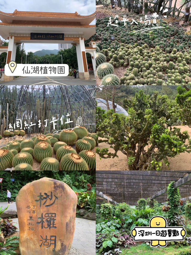 深圳一日遊行程推介💝仙湖植物園❗️網紅必去打卡點