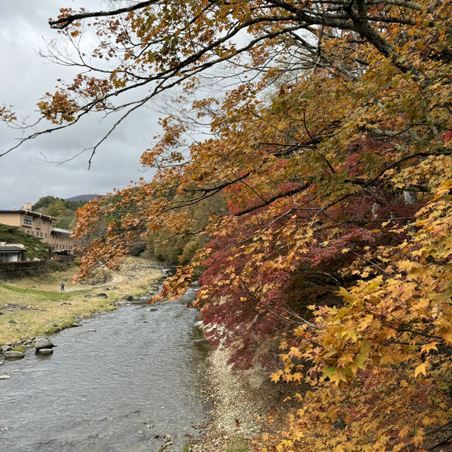 紅葉滿天的紅葉谷大吊橋